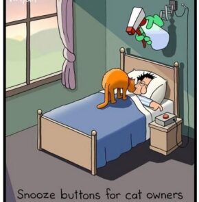 Humor zum Sonntag: Snooze buttons for cat owners